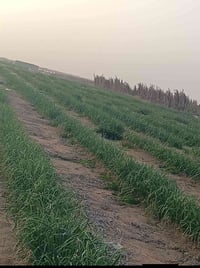 نجف الحيدريه • ١٥ دونم • بيتين