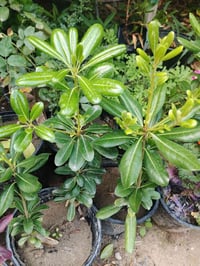 عين البزون • نبات معمّر • عامرية الفلوجة