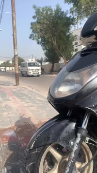 سكنس فحل نوزل 07746763027  امراوس او بيع