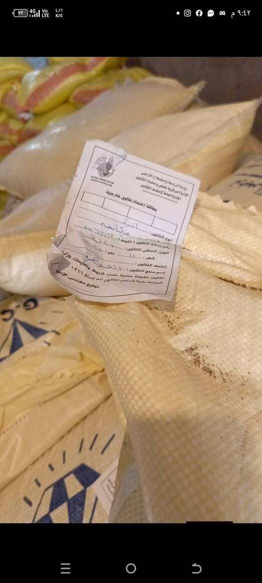 متوفر بذور  (الراي جراس) الافريقي
مواصفات النبات

1-تنمو بسرعة كبيرة 

2_ تزرع في اي وقت في السنة عدا شهور الصقيع الباردة

3_ معمرة بالارض وتبقى لعدة سنوات اذا كانت الخدمة جيدة

4 _ النبتة الواحدة تكون فروع عشبية كثيفة بالقاعدة

5 _يعطي حشات كثيرة تصل الى ثلاث حشات بالشهر صيفا اذا كانت الخدمة التسميدية جيدة و حشتين بالشهر  اذا كانت التسميد ضعيف 

6_ يعطي النبات ارتفاعات عالية تصل من ١٢٠  سم  الى مترين وحسب خدمة الارض

7_ يتحمل ارتفاع درجات الحرارة العالية ويتوقف بالصقيع البارد جدا شهر ١٢ وشهر ١  حيث تجف وتتيبس اوراقه من الاعلى وتبقى القاعدة خضراء لذى يفضل اذا مرت فترة صقيع قص النبات حتى لا يتأثر بالبرد ويضاف اليه اسمدة دافئه مثل الكبريت الزراعي والدمن الحيواني المتحلل والهيومك اسيد العضوي ويعاود النمو بالشهر  ٢  بغزارة 

8_ زراعته جدا سهلة يشبه زراعة الحنطة والشعير

9_ يعطي بذور كثيرة ما بين شهر ٣ الى الشهر ٩ وتعتبر فترة طويلة تستطيع ان تستخرج منه عدة حشات من البذور

10_ يثبت الاوزوت بالتربة اي الناتروجين من الهواء الى التربة لذلك  يحتاج الى اسمدة نايتروجينية قليلة ويحب الاسمدة العضوية الحيوانية

11_ يزرع بالارض وماء البئر متوسط الملوحة فهو يساعد على تخليص التربة من الاملاح

12_ يزرع بالاراضي الفقيرة والطينية الثقيلة فهو يساعد على تفتيتها وجعلها سهلة النفاثية بسبب المجموع الجذري الكثيف والذي يتمدد بالتربة طولا وعرضا وتعتبر هذا الجذور بعد قتل النبات لزراعة الارض مرة اخرى سماد بتموس بعد ان يتحلل بالتربة ليحول الارض الطينية الى خفيفية بمرور الزمن

14_ غني جدا بالبروتين 

15_ تحب اكله جميع الحيوانات من ابقار ماعز اغنام وابل وغيرها وياكله الدجاج والبط بشراهة بعد ثرمه وهذه عن تجربة ويزيد انتاج البيض لانه غني بالبروتين

16_ واخيرا وهي من افضل صفاته انه يهاجم على جميع الحشائش الضارة بالمزرعة ويقضي عليها بالكامل ليقلل على الفلاح جهود ومصاريف مكافحة الحشائش والادغال 
مميزاته
........... 
. تزداد كثافة النبات بعد كل حشة وتزداد ارتفاعانه وكثافته بعد كل سنة عكس باقي النباتات النجيلية 

سعر الكيلو (  ٦٥٠٠ ) 

يوجد حجز توصيل الى بغداد وجميع المحافظات 

هاتف ***********
