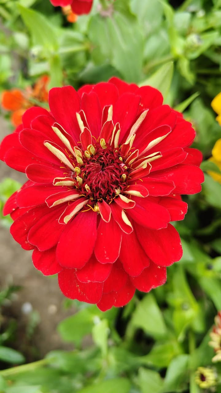 صباح الخير وصلتنه وجبه جديده من النباتات الظليه والنباتات الخارجيه
يفتح المشتل طيله ايام الاسبوع من الساعه 8:00 صباحا والى الساعه 10:00 ليلآ
#مشتل_زهور_واسط العنوان كوت فلكه الحاوي شارع مجمع دمشق الطبي مقابل ابتدائية الكوت للتعليم الأساسي #يوجد_توصيل_داخل_الكوت
*********** لطلب والاستفسار واتساب  او مراسله الصفحه الشخصيه بلال الواسطي🌹😊
