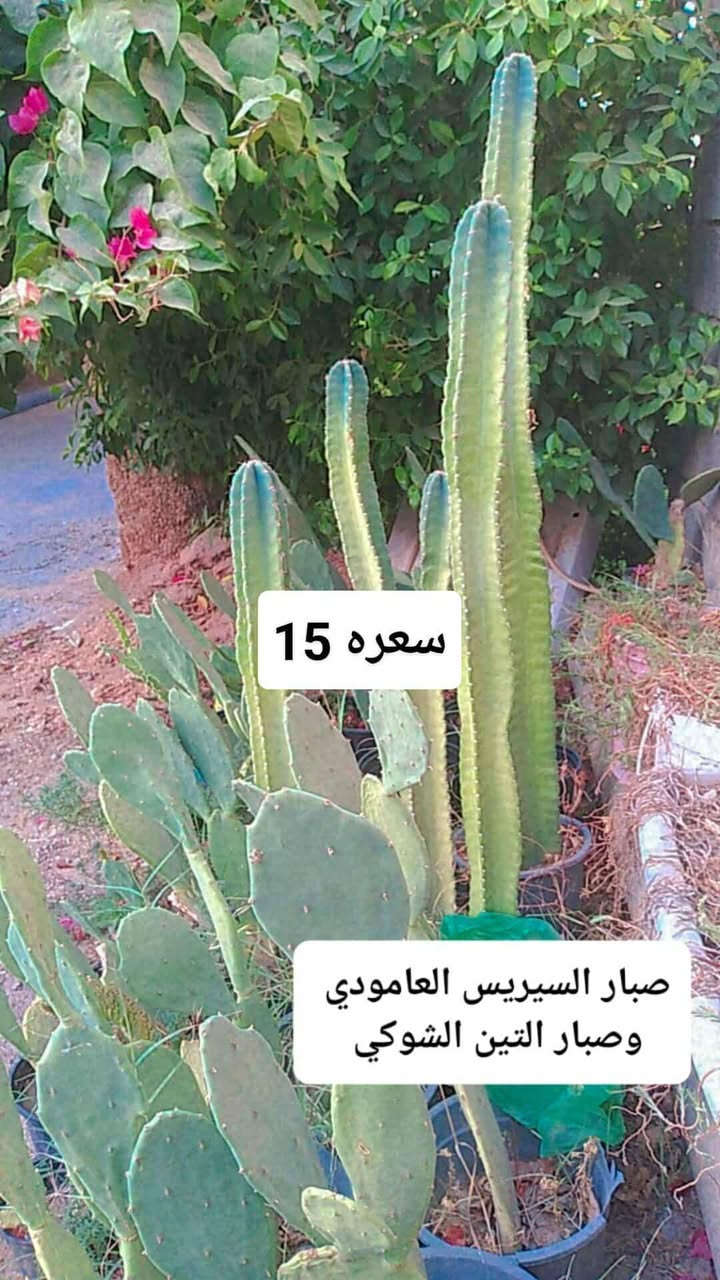 للحجز والاستفسار على رقم
الواتس اب ***********
