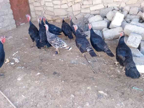 متاح علويات للبيع انضاف نصحات فول  سرحيات انضاف  عداد 10انتيات اسواد حجري اسود فحمي نضفتهن فول فول وزن واحد 4 كلوات  و فحل2 فول خشنات العنوان الموصل الجانب ايمن  شراي يخابرني 
***********
***********
