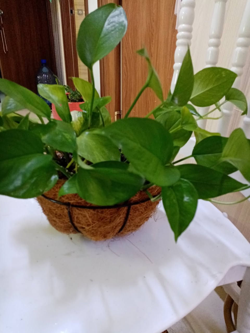 زرع طبيعي ماءي قاروره زرع بلتربه سعر حسب حجم السندانه والقاروره سندانه كيوت ب3500


**إذا كنت صاحب هذا الإعلان وتريد حذفه لأي سبب، رجاءا أرسل رسالة إلى الدعم الفني**