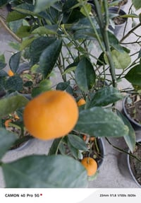 لالنك • صيني درجة أولى • مشتل شهاب