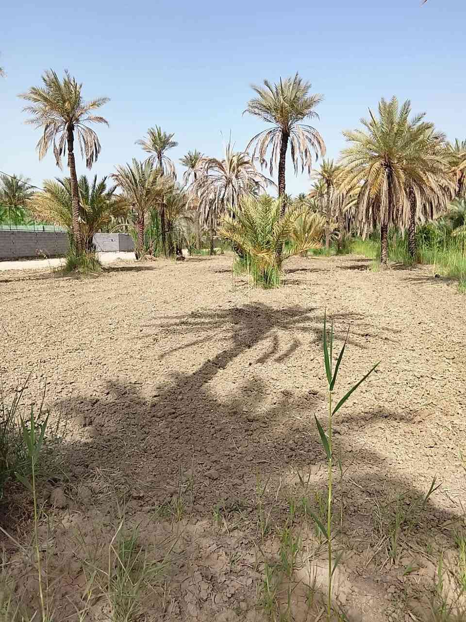 اسلام عليكم للبيع دونم العنوان كربلاء الحسينيه منطقه ام ماشهه
للستفسار تصال 
‏‪0772 447 5371‬‏
