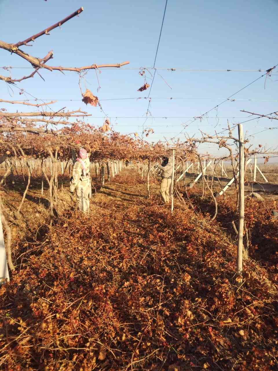 يوجد كادر كصاص عنب كادر كامل مكمل شرط أن يكون كصاص درجه اولى انته عليك اتصل وتدلل كصاص بلى حبه الله ومن الله التوفيق رقم ***********
