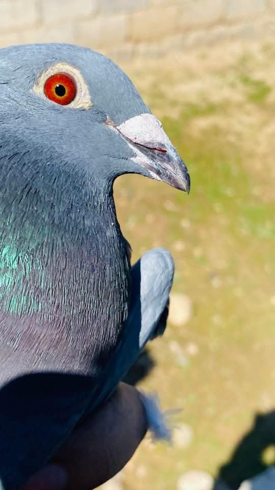 السلام عليكم زوج زواجل مال سباق سعرهم 15 قفل


**إذا كنت صاحب هذا الإعلان وتريد حذفه لأي سبب، رجاءا أرسل رسالة إلى الدعم الفني**