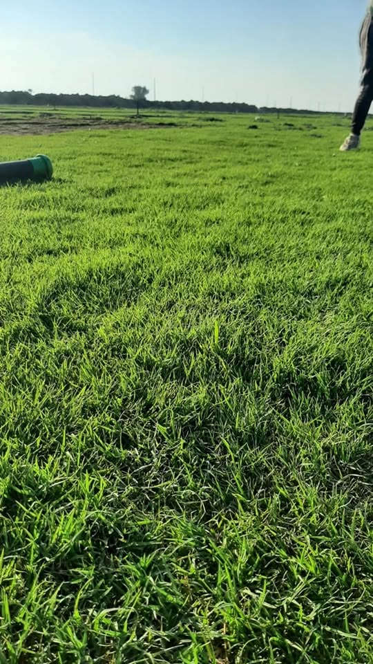 🌿 ثيل طبيعي بجودة ممتازة – هندي درجة أولى 🌿

✨ مثالي للاستخدام في:
🏡 المنازل | 🌳 الحدائق | ⚽ الملاعب | 🏢 الدوائر | 🏗️ المشاريع الاستثمارية

💰 سعر المتر المربع مميز جداً! (تخفيضات خاصة للكميات الكبيرة – قابل للتفاوض)

✅ متوفر لدينا جميع أنواع الثيل الطبيعي:
🇫🇷 فرنسي | 🇮🇹 إيطالي | 🇺🇸 أمريكي | 🇮🇳 هندي | 🇪🇸 إسباني | 🇬🇧 إنجليزي

🚛 قدرة على تجهيز كميات كبيرة للمشاتل والملاعب

🌱 لماذا نحن؟
✔️ نوعية ممتازة بأسعار تنافسية
✔️ زراعة احترافية تضمن نجاح الثيل
✔️ توصيل سريع حتى باب بيتك

📩 لطلب الثيل أو الاستفسار، راسل الصفحة الآن! 💬

***********
***********
