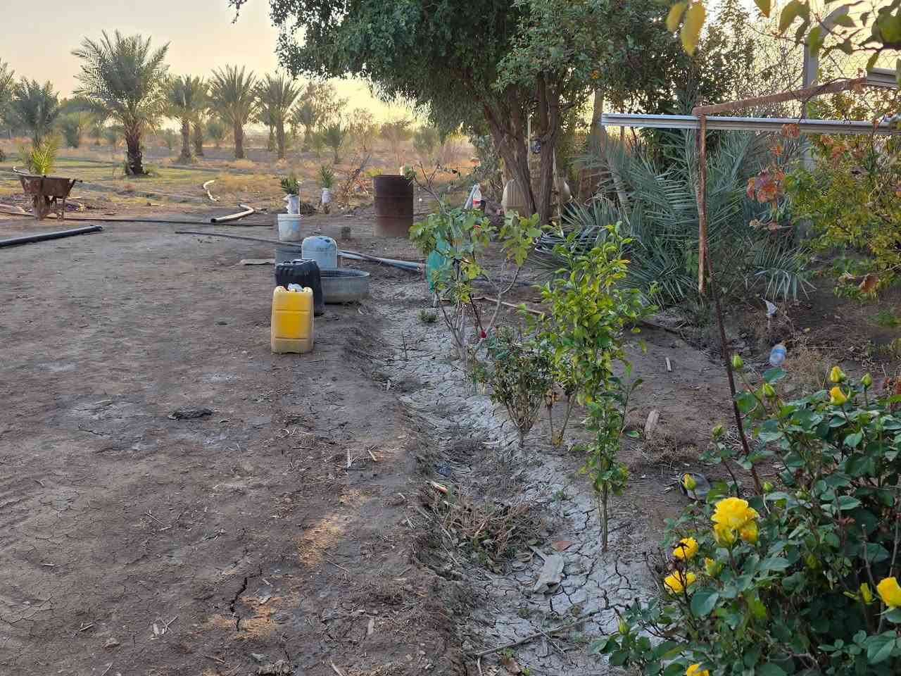 مزرعه للبيع 4 دوانم وجها  ع تبليط تبعد عن طريق الدغارة ديوانيه 700 متر// بيه مشتمل سند 25 بيها اجازه بستنه   خلف مطعم 🍴 واثق قرب معمل الزفت/***********
