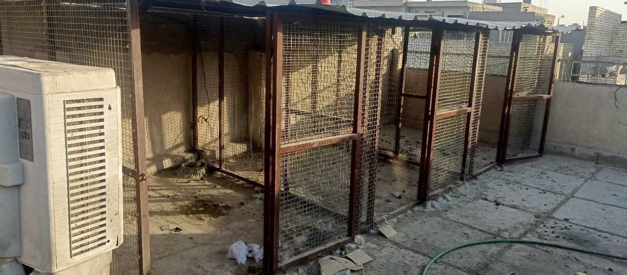 مرحبا
قفص كله حديد زاويه وچينكو معروض للبيع بسعر ٤٠٠


**إذا كنت صاحب هذا الإعلان وتريد حذفه لأي سبب، رجاءا أرسل رسالة إلى الدعم الفني**