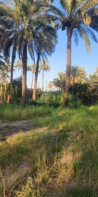 بعقوبه • بستان • ١دونم