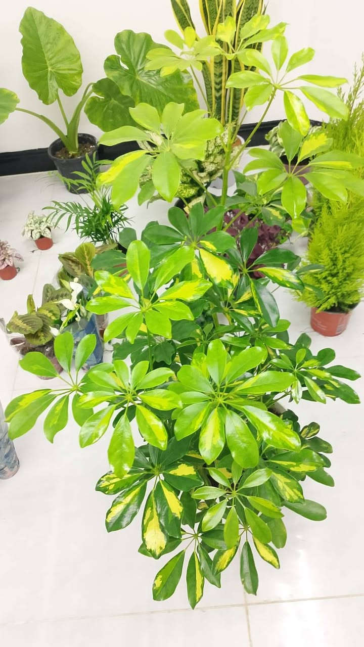 أنواع النباتات الضليه والخارجية
بأنسب الاسعار يوجد لدينا توصيل جميع مناطق كركوك والمحافظات


**إذا كنت صاحب هذا الإعلان وتريد حذفه لأي سبب، رجاءا أرسل رسالة إلى الدعم الفني**