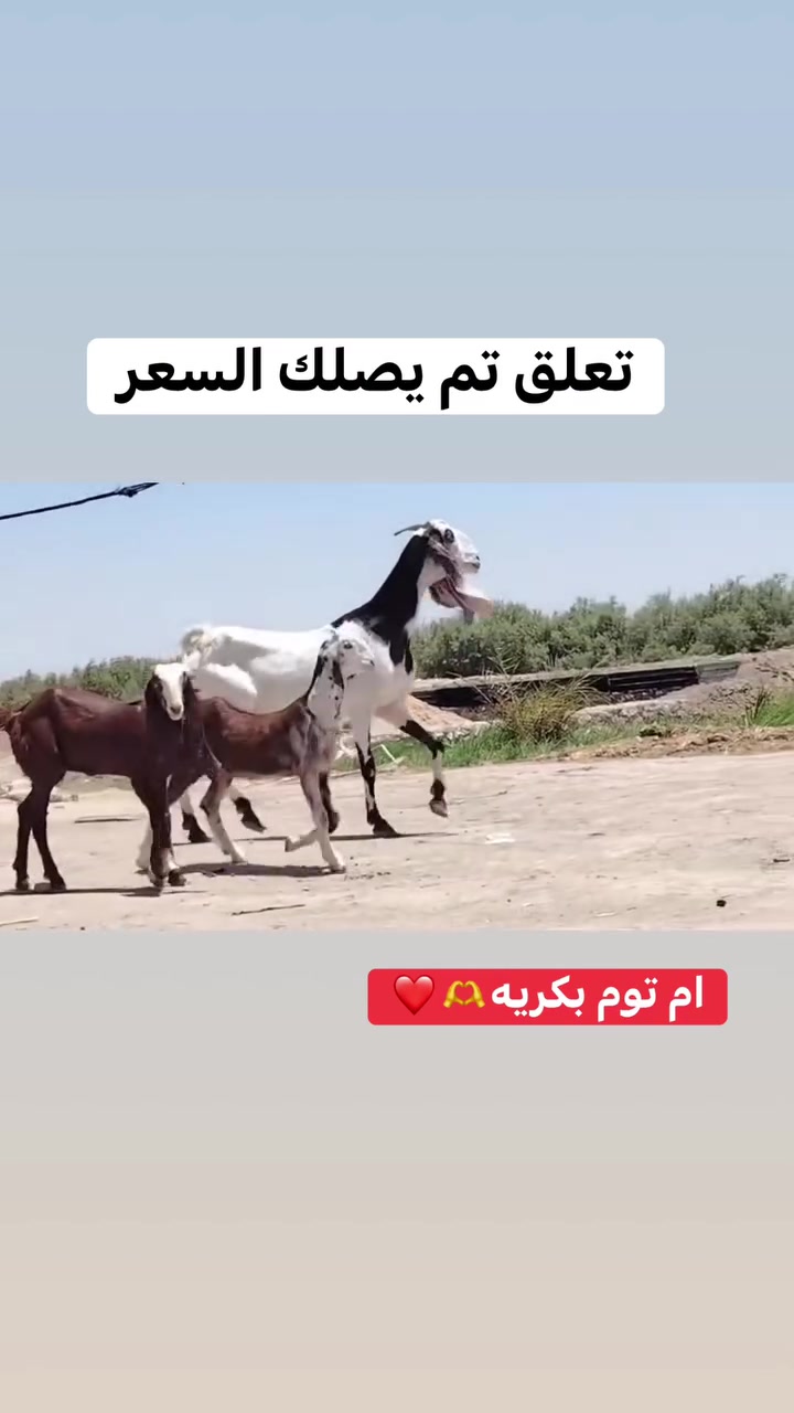 ***********اسيا***********بسم الله ماشاء الله للبيع افغانية بكريه وراها توم فحل ونثيه ماخذه فحل مشروطه سن وشطر وعين خشنات حلوات العنوان السماوه قضاء الرميثه
