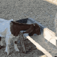 عنز عشره • حي العصري