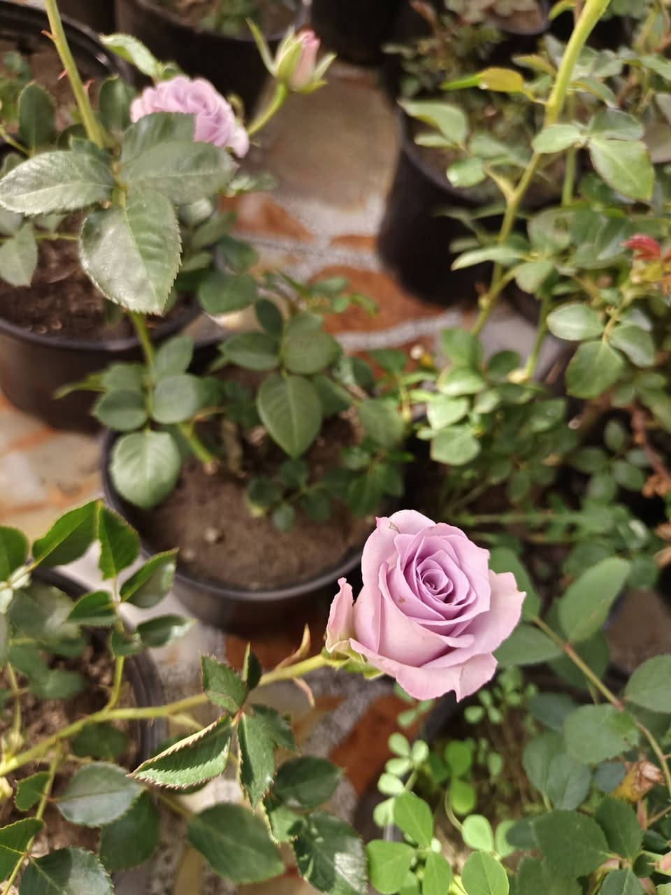 ورد عراقي سلطاني عطري ٢٥٠٠ 
الوان سعر ٢٠٠٠ 
توصيل موجود


**إذا كنت صاحب هذا الإعلان وتريد حذفه لأي سبب، رجاءا أرسل رسالة إلى الدعم الفني**