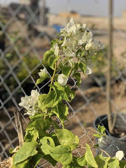 🌹زبائن صفحة مشتل ديالى خان بني سعد 
 
توفير مجموعة جميلة من نباتات الزينة 🏡والخارجية  💐
 👇وكل مايتعلق بها من
ورد جوري كل الاوان وعطري سعر ب2 وب3 وب5 
تكي كندي ب5
رارنج ب2 وب5 ارتفاع 2 متر عمر 3 سنه 
برتقال عراقي بب4
جهنمي متسلق +قزمي متوفر كل الاوان 
ليمون عراقي عمر 4 سنوات سعر ب4 وب6
اكاسيا سوداء 
اكاسيا حمره 

 (🪴اسمدة بمختلف الانواع، مبيدات 🐛زراعية،  تربة زراعيه. ، سنادين بلاستك  ) 

للطلب ومعرفة الاسعار والتفاصيل يرجى مراسلة الصفحة 
أو الاتصال 📞على الارقم الاتي : (***********) يوجد واتساب
