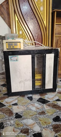 فقاسه • ٢٥٠ بيضه • واسط الأحرار