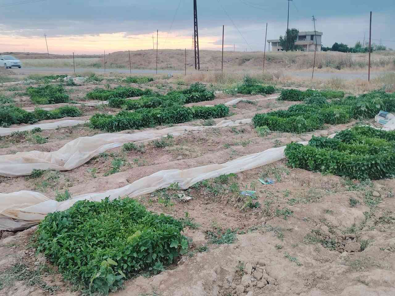 دايه فلفل بارد اميرال و بونازا طول اللوح متر وعرض متر وثلاثين وثلاثين وبيذنجان برشلوني

***********
