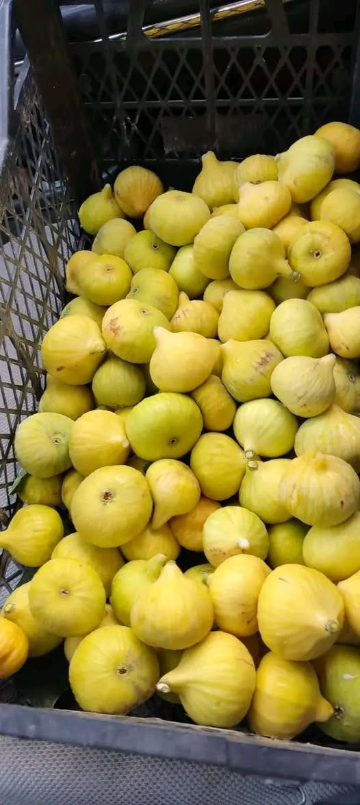 احسن شتلات تین متوفر بسعر ٣تألف الشتله
🟨 تین اصفر عسلی تركي 
⬛️ تین اسود بني مسلم 
◾️تین اصفر  عسلی الاسبانی

اارتفااع الشتله ١٧٥ سم الى مترين

عنون ناحية حمام العليل

 نقطه داله قرب ملعب قبر العبد الرياضي

واتساب ***********
خدمة توصيل عل مشتريه موجود
