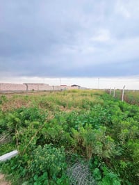 سياحي السنيه • ٥٠٠م • سند