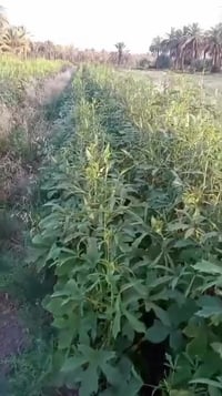 متعهد متعهد متوفر بذور درجه اولى بذور بامية فرنسيه مشرحه اربعنيه  اي ا...