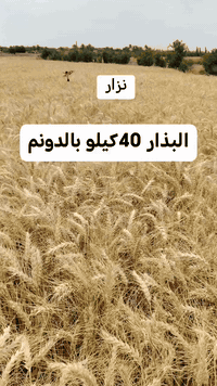 السلام عليكم ورحمة الله وبركاته 
#يوجد_بذور_حنطة_نزار_جيل_اول_بنت_المغلف
الكمية10طن مكان العبيدي قرية مشعل
سعر الطن مليون 
***********
***********
