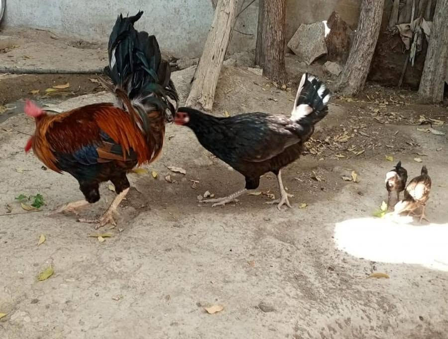 ديج ودجاجه وافراخ ٢ للبيع السعر خاص


**إذا كنت صاحب هذا الإعلان وتريد حذفه لأي سبب، رجاءا أرسل رسالة إلى الدعم الفني**