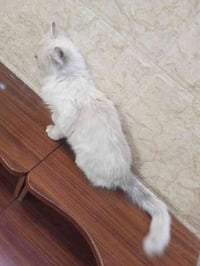 بزونة للبيع نضيفة وحلوة مال بيت فووول الافة طينة السعر 75مكاني بغداد ا...