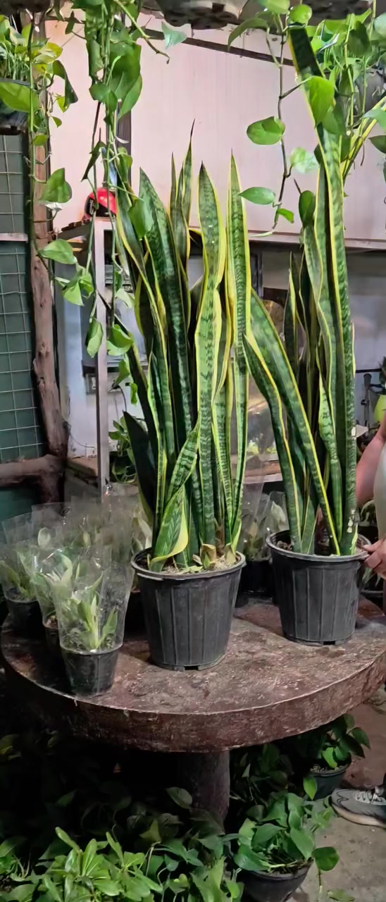 مشتل محمد خانقين جلوه مقابل مدرسة نواب *********** توجد خدمة توصيل
