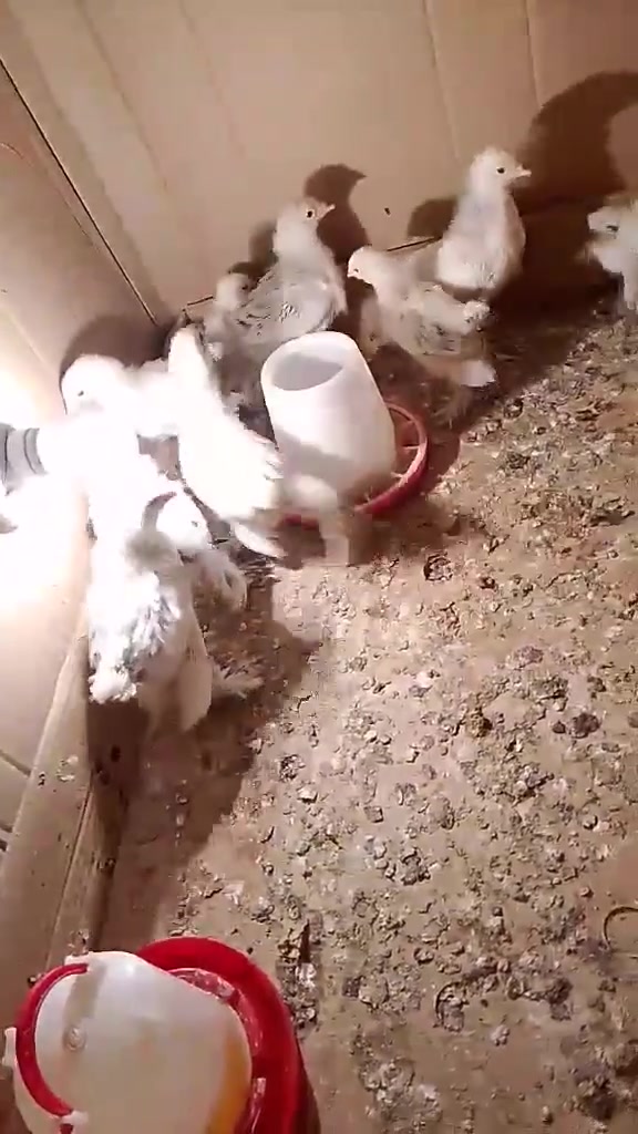 افراخ مال  براهما للبيع


**إذا كنت صاحب هذا الإعلان وتريد حذفه لأي سبب، رجاءا أرسل رسالة إلى الدعم الفني**