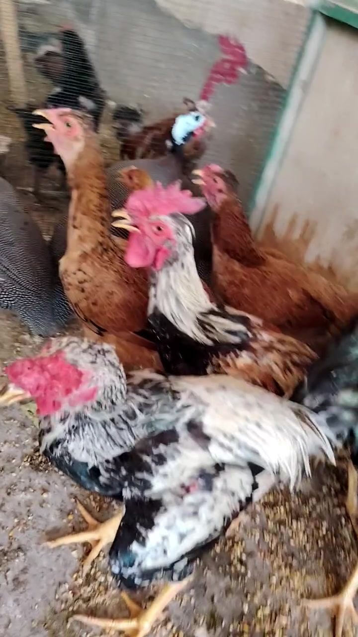 سلام عليكم وصلت وجبه دجاج عرب خشن كلش العرب القديم ٦ دجاجت ٣ ديوجه خشنات بيضات يمي بل محل #مكاني #مقابيل #كراج المحاويل عل شارع العام قرب المركز شرطه المحاويل الي يريد يتفضل للمحل بخدمته


**إذا كنت صاحب هذا الإعلان وتريد حذفه لأي سبب، رجاءا أرسل رسالة إلى الدعم الفني**