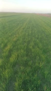 النعمانية • ٥٠دونم • ماء وكهرباء