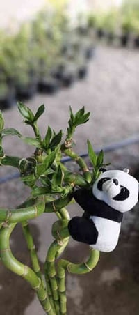 مشتل دوميز • عصا موسى • الباندا