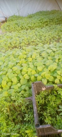 باذنجان • طماطه • ديوانيه