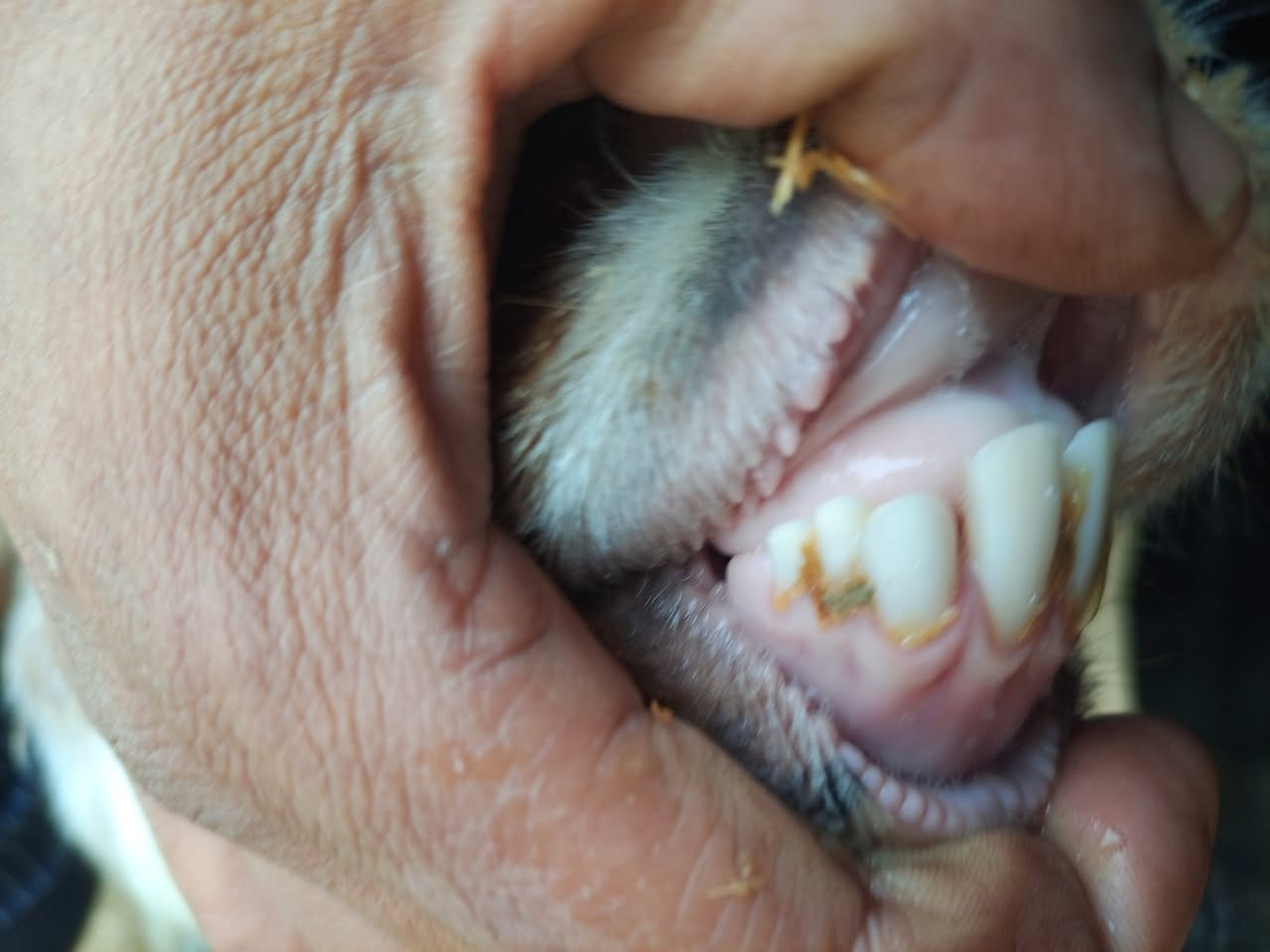 ثنيه خشنه وسمينه وحالها فول وحانيه 
مكاني شرقاط قريه شكراً 
***********
