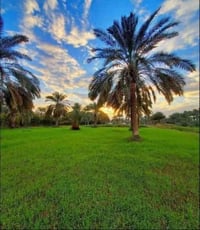 التاجي • ١٥٠دونم • خدمات كاملة