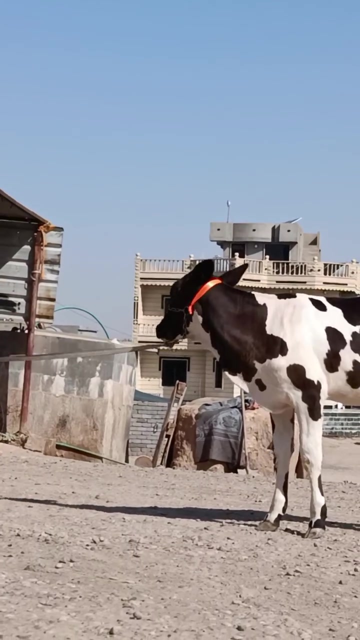 السلام عليكم رغوث ع كل عيب وراها حوليه جمه عرموطه حوليتها هولشتاين بكره مال جناي مصرفه شهر وخمسة أيام حليب ودسامه درجه اولى رقم واحد خشانه فول ضالمها التصوير المكان الشرقاط قرية شكرا ***********

