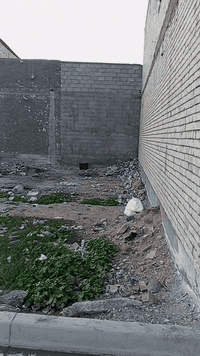 سلام عليكم قطعت أرض البيع مساحة 120 و فوك واجهيه 8 نزال 16 بغداد جسر ديالى القديم قرب شارع سواعد س قرب شارع شارع بيت زبون تواصل عله رقم ***********
