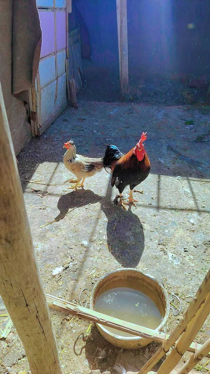 سلام عليكم ديج عرب شمسي و دجاجه عرب شوكي بياضه صاحيات و نضيفات سعرهن 38  المشخاب يم المحكمة


**إذا كنت صاحب هذا الإعلان وتريد حذفه لأي سبب، رجاءا أرسل رسالة إلى الدعم الفني**