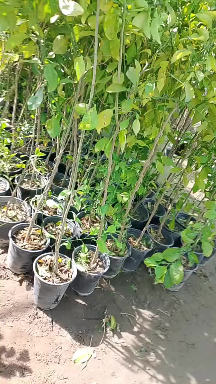 (تفليش الاسعار)!.......
مشتل الأنوار 🌻 🌷 
توفر نارنج حجم كبير سندان وبس ب4الف 
توفر نارنج حجم كبير جيس بس ب2الف 
توفر جوري عراقي ابو العطر بس ب3الف
العنوان واسط صويره شارع العام مجاور مجمع أبو زهراء للسيراميك 🌷🌻


**إذا كنت صاحب هذا الإعلان وتريد حذفه لأي سبب، رجاءا أرسل رسالة إلى الدعم الفني**