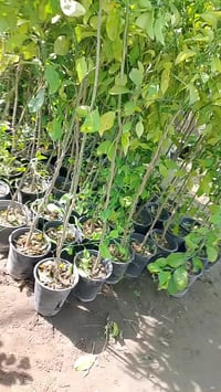 مشتل الأنوار • نارنج كبير • واسط صويره