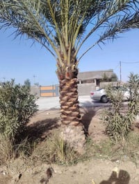 شغل اليوم • قلع فروخ نخل • تجذير نخل