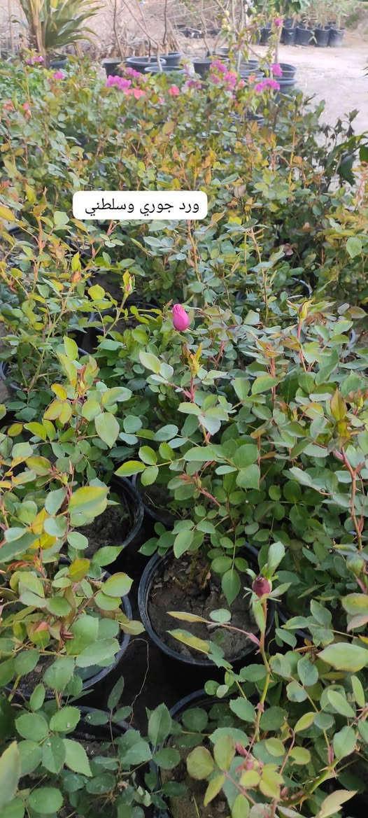 مشتل دخل ناحيه كنعان منطقه البدعه
يتوفر أشجار الحمضيات بأنواعها برتقال رارنج عنب حامض ..
يتوفر اشجار الورود السلطاني وغيرها ..
بانسب الاسعار 
جمله ومفرد 
للاستفسار الاتصال على الرقم التالي:***********
