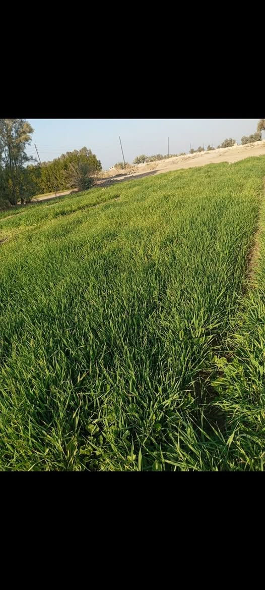 سلام عليكم ورحمة الله وبركاتة قطعة الارض للبيع مساحته 10دونم عقدزراعي المكان بابل بين جبله الامام  قرب صيطرت الزنابره قريه الصباغ   رقم الهاتف ***********
