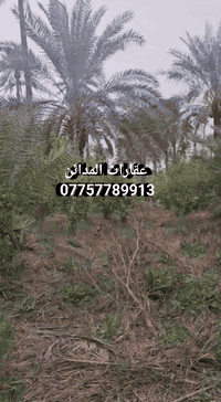 دونم طابو • بستان مشجر • الجعارة المدائن