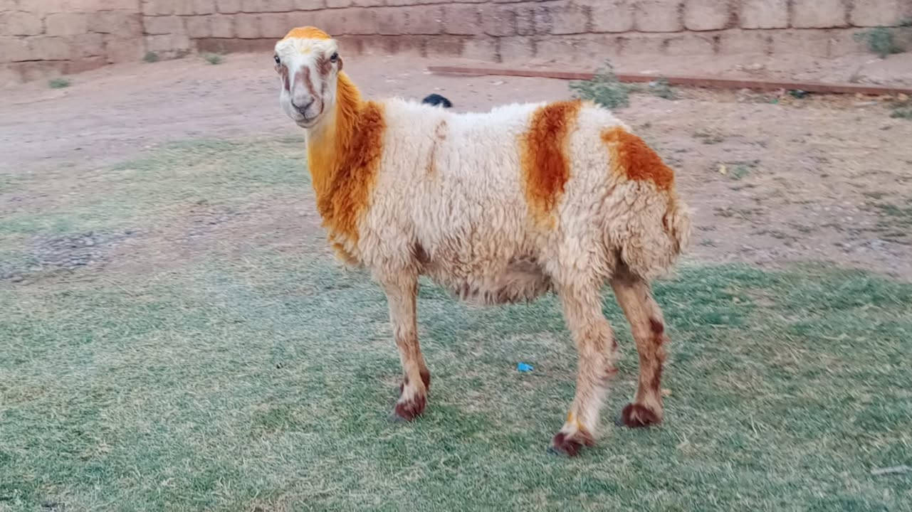 انعجه بگمه صرصه للبيع
مكاني الشرقاط قرية شكرآ
***********
***********
