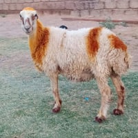 بگمه صرصه • للبيع • الشرقاط شكرآ