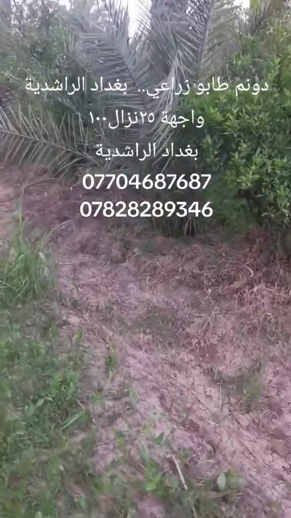 1دونم بستان طابو زراعي، سند٢٥ تحويل باسم المشتري.. 
الواجهة ٢٥ والنزال ١٠٠..
بستان كامل انواع النخيل والاشجار.. موقع ممتاز.. وقريب على التبليط وعلى السكن.... كامل الخدمات ماء اسالة كهرباء.. ماء سقي.. الموقع بغداد الراشدية قرب البحيرة.. 
للاستفسار اكثر.. الاتصال. على
***********
***********

