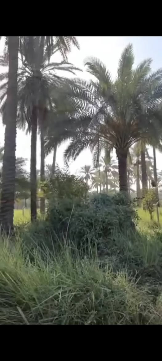 المدائن )
بيع مستعجل لاضيعه من اديك
توجدارض زراعيه مساحه( نصف دونم ) طابو  ملك سند ٢٥  الارض فارغه وموقع جميل وصالح للزراع
يصلح شالي موقع  وكل اصحب المزارع بهذا الموقع تعال)  .
  اقل عرض حاليا  العنوان بغداد المدائن     (( الأسعار في صعود لكون الارض قريب عليها جسرين حاليا في المراحل الاولى للتشيد وتم نصب ركائز للجسرين واحد متجه للدوره باتجاه الجعاره والآخر  لمركز بغداد لفك الاختناق المروريه في مجمع شقق بسمايه والمنطقه عامه
   ثاني يوم فتح بيان للمشتر ي في طابو المدائن
للاستعلام الاتصاى ***********  بي واتساب وكيل صاحب الارض ...... 

      (بارك الله بعمل الخير ) بغداد, العراق
